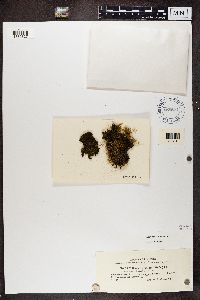 Collema nigrescens image