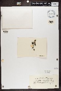 Candelariella aurella image