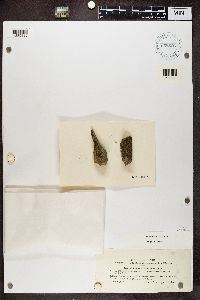 thumbnail image of current specimen