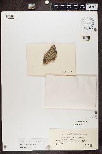 Lecanactis abietina image