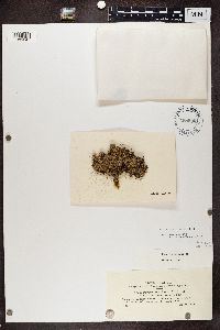Physconia muscigena image
