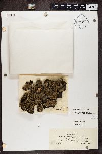 Physconia grisea image