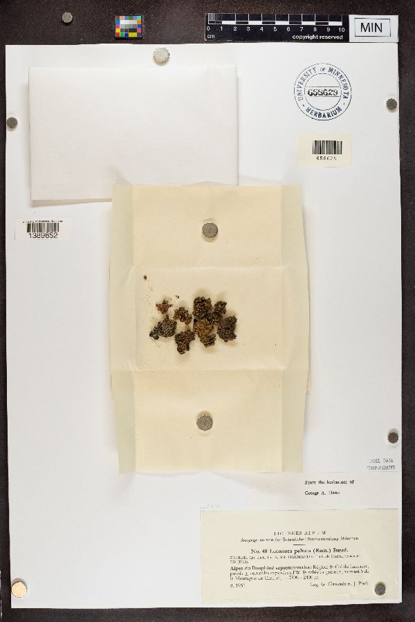 Lecanora peltata image