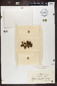 Thumbnail image of current specimen