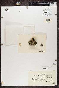 Thumbnail image of current specimen