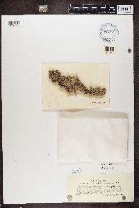 Hypogymnia tubulosa image