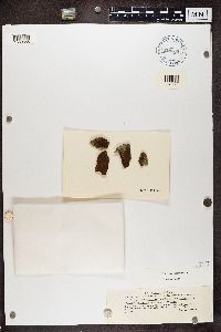 Image of Bellemerea diamarta