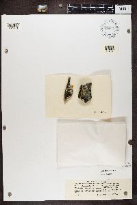 Lecanora valesiaca image