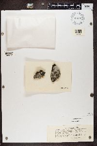 Diplotomma venustum image