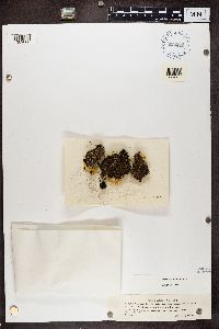 Cladonia incrassata image