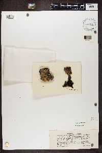 Hypogymnia austerodes image