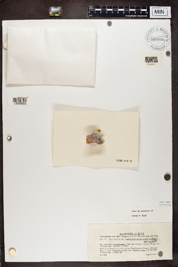 Caloplaca arnoldiana image