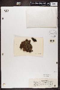 Chaenotheca furfuracea image