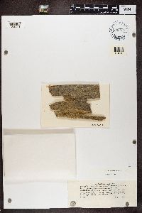 Calicium trabinellum image