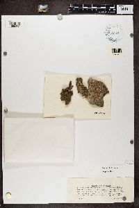 Chaenotheca trichialis image