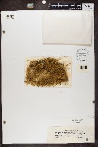 thumbnail image of current specimen