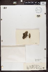 Hyperphyscia adglutinata image