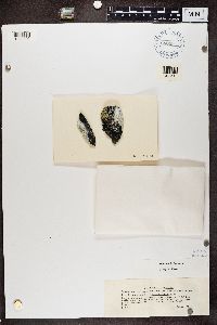 Thumbnail image of current specimen