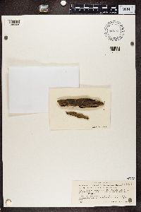 Multiclavula mucida image