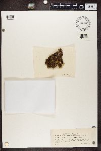 Sticta fuliginosa image