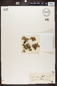 Parmotrema crinitum image