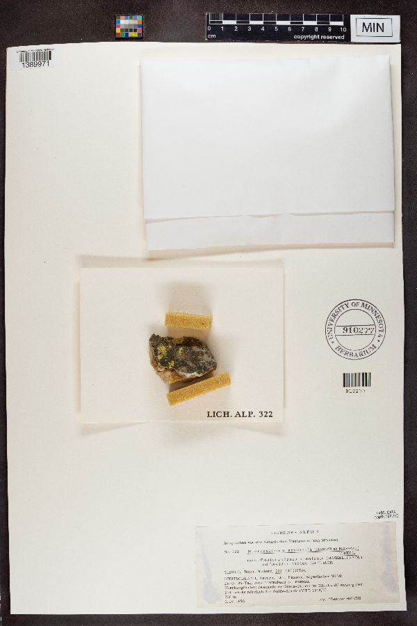 Microcaliciaceae image