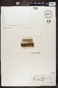 Candelariella vitellina image