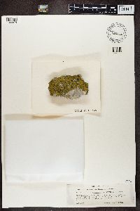 Flavoplaca citrina image