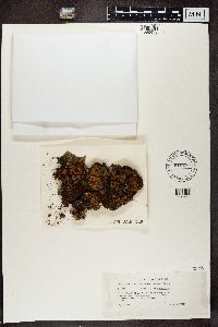 Solorina crocea image