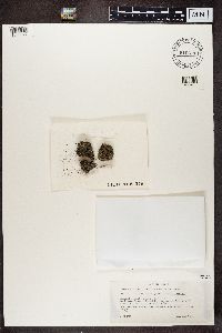 Lecidea berengeriana image