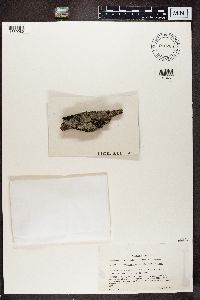 Microthelia micula image