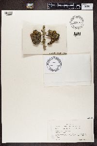 Polycauliona polycarpa image