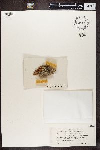 Calicium salicinum image