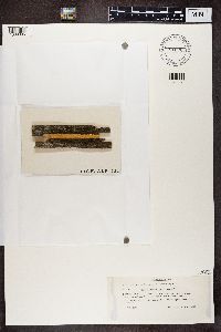 Calicium trabinellum image