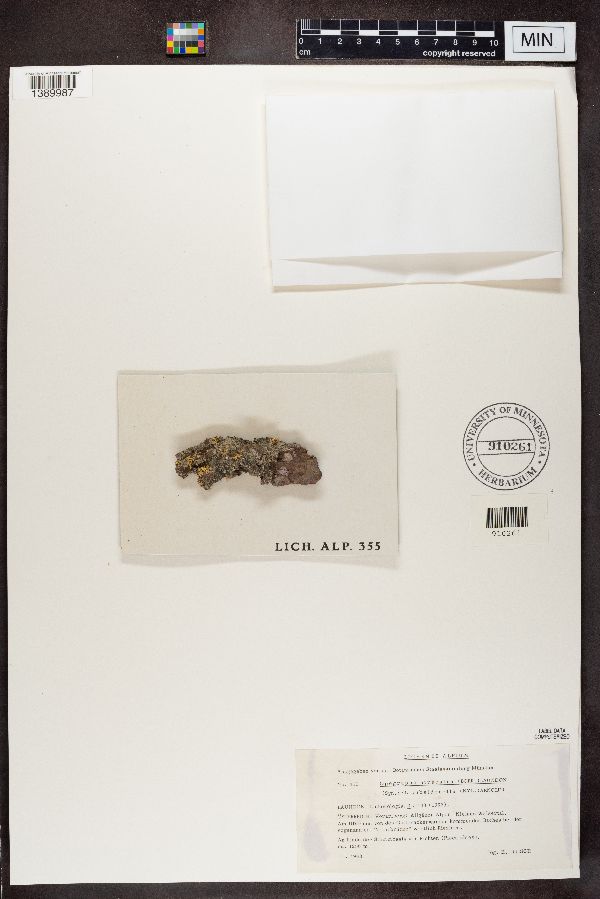 Opegrapha niveoatra image