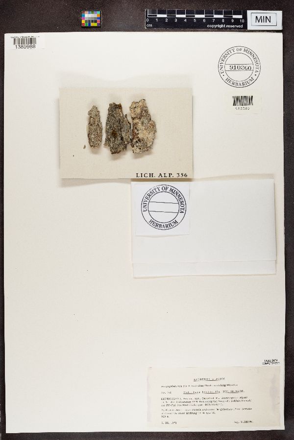 Caloplaca herbidella image