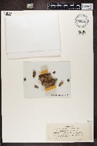 Chaenotheca trichialis image