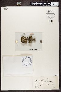 Toninia aromatica image