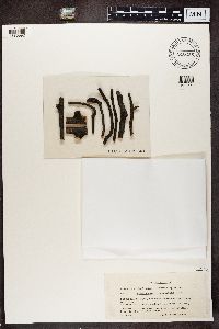 Scoliciosporum chlorococcum image