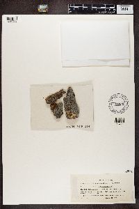 Buellia schaereri image