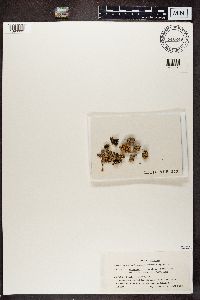 Rhizoplaca chrysoleuca image