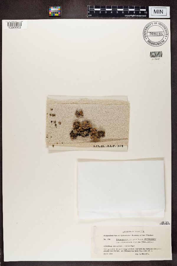 Rhizoplaca chrysoleuca image