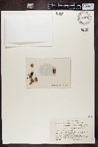 Rhizoplaca melanophthalma image