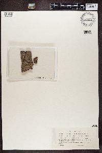 Lecanora cadubriae image