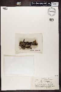 Melanohalea exasperatula image