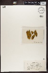 Xanthoria fallax image