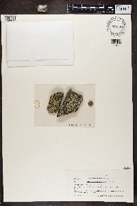 Dimelaena oreina image