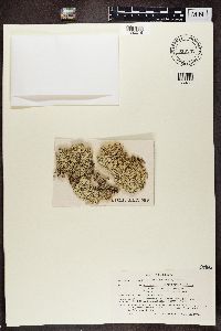 Cladonia stellaris image