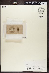 Gyalecta ulmi image
