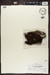 Bryoria fuscescens image